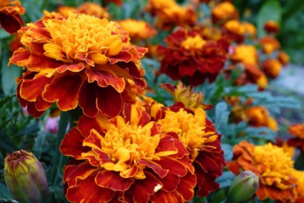 Helenium blooming perennial spruce adrienne legault autumnale thespruce