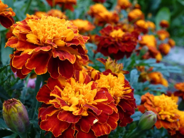 Helenium blooming perennial spruce adrienne legault autumnale thespruce