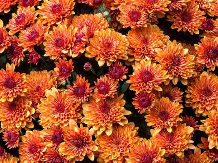 Fall flowers to plant in los angeles