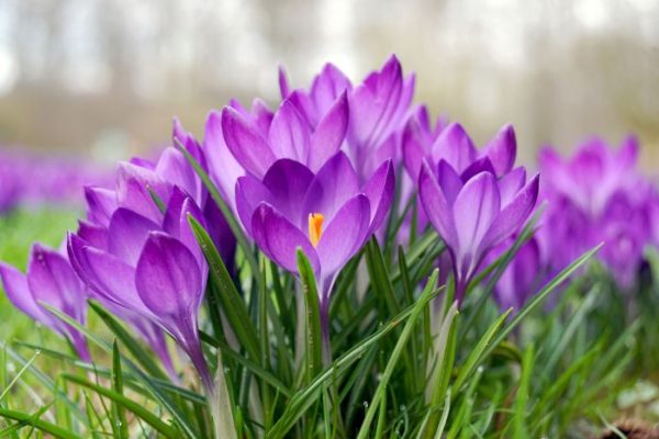 When to plant spring flowers