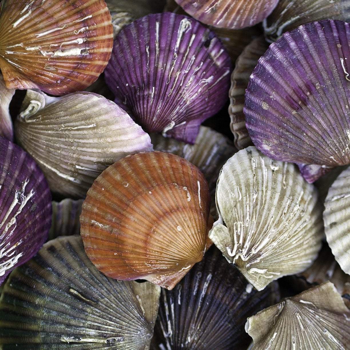 Cooked scallops nutrition facts