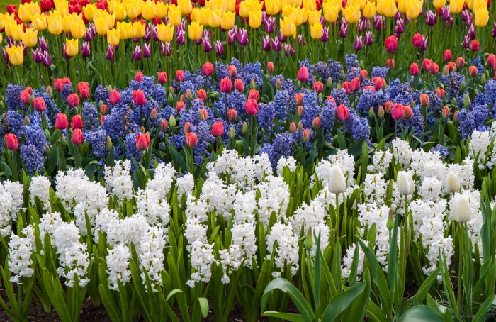 When to plant spring flowers